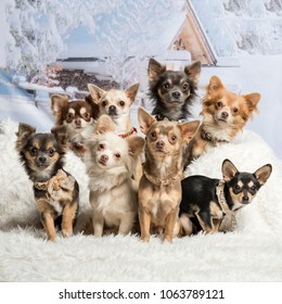 Chihuahuas Sitting Together In Winter Scene, Portrait