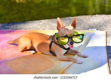 Chihuahuas With Sunglasses In The Pool. The Chihuahueño Or Chihuahua Is A Dog Breed From Mexico. It Is One Of The Oldest Dog Breeds In America, It Is Also The Smallest Dog In The World.