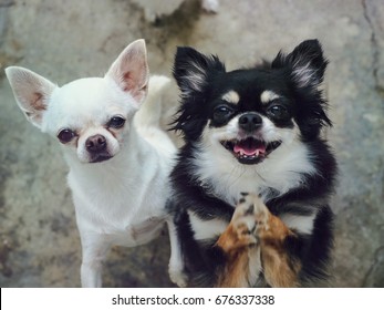 Chihuahuas of two adorable white short hair and black tan cream long hair