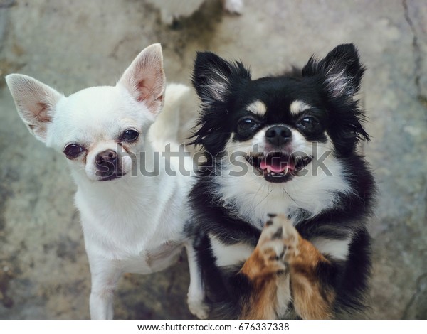 Chihuahuas Two Adorable White Short Hair Stock Photo 676337338