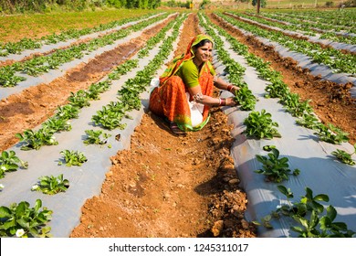 CHIKHALDARA, MAHARASHTRA, INDIA 19 NOVEMBER 2015 : Unidentified Women Farmer Working At Strawberry Farm In The Morning, An Indian Farming Scene.