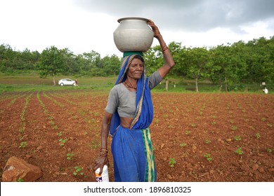 CHIKHALDARA, MAHARASHTRA, INDIA 29 JUNE 2020 :  Unidentified Rural Indian Women Carry Water On Their Heads In Traditional Pots From Well, Daily Lifestyle In Rural Area In Maharashtra.