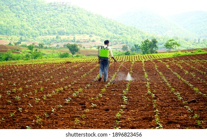 CHIKHALDARA, MAHARASHTRA, INDIA 29 JUNE 2020 : Unidentified Indian Farmer Working In The Cotton Field Farm, An Indian Farming Scene.