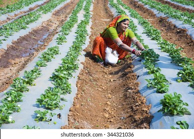 CHIKHALDARA, MAHARASHTRA, INDIA - NOV 19 : Women Farmer Working At Strawberry Farm In The Morning On November 19, 2015. Chikhaldara, Amravati , Maharashtra, India.