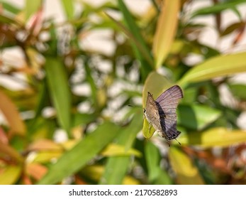 Chilades Pandava Or Luthrodes Pandava Butterfly.