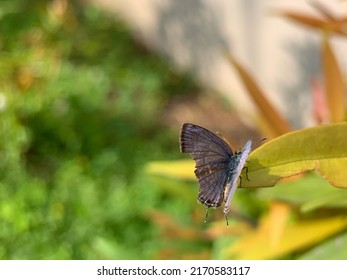 Chilades Pandava Or Luthrodes Pandava Butterfly.