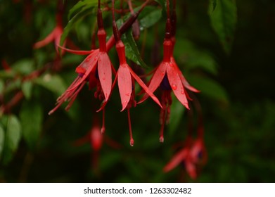 Chilco, little red flower of southern Chile - Shutterstock ID 1263302482