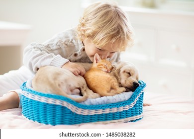 Child With Baby Dog And Cat. Kids Play With Puppy And Kitten In A Basket. Little Boy And American Cocker Spaniel On Bed At Home. Pets At Home. Animal Care.