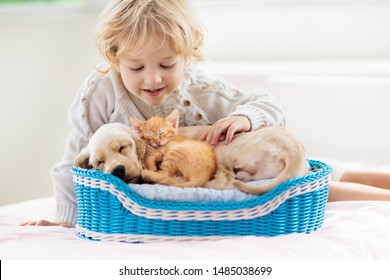 Child With Baby Dog And Cat. Kids Play With Puppy And Kitten In A Basket. Little Boy And American Cocker Spaniel On Bed At Home. Pets At Home. Animal Care.