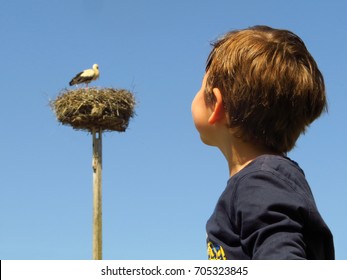 Child Birdwatching White Stork Nest, Children Bird Watching, Boy Watching Birds