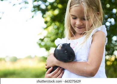 Child blond girl holding her guinea pig pet animal outdoors in the garden. Focused to Guinea Pig