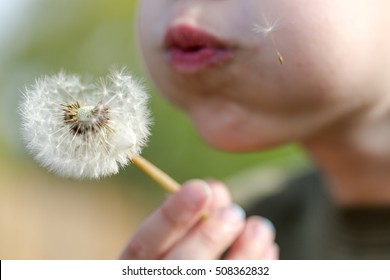 Child Blowing Dandelion Seeds Fly Away