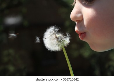 The Child Blows A Dandelion