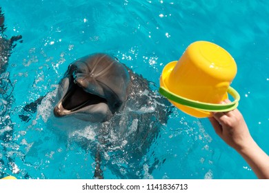 child and bottlenose dolphin are playing with a colorful bucket in blue water. Dolphin Assisted Therapy