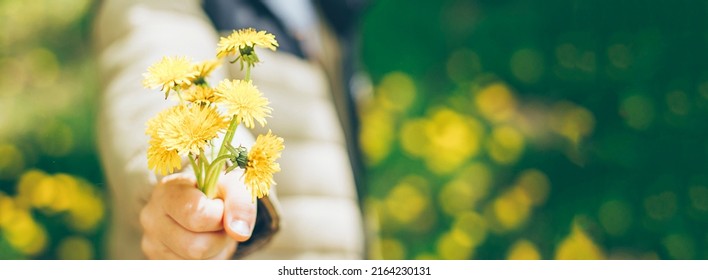 Child Boy Hands Holding Bouquet Of Yellow Dandelions. Summer Outdoor Lifestyle Authentic Moment