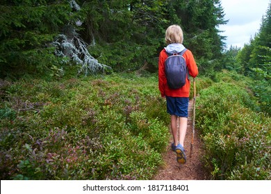 Child boy with hiker backpack and stick traveling alone up path through mountain spruce wood on  summer day. Tourism and active lifestyle concept.