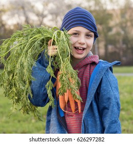 Child Boy Holding A Bunch Of Carrots In Garden Allotment