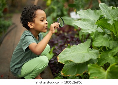 child boy interested in biology and ecology, use magnifier for best looking at plants