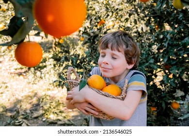 Child Boy Picking Up Oranges Fruits  From Orange Tree In The Garden. Harvesting Fruit. Season Lifestyle. 