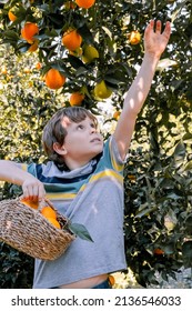 Child Boy Picking Up Oranges Fruits  From Orange Tree In The Garden. Harvesting Fruit. Season Lifestyle. 