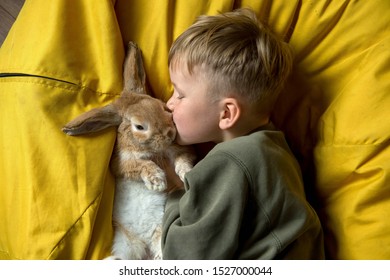 child-boy-playing-bunny-rabbit-260nw-152