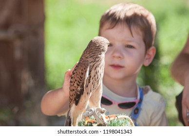 Child Boy With Wounded Lesser Kestrel At Bird Rescue Center. Environmental Education For Children Concept
