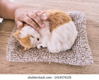 The Child Brought His Hand To Rub The Cat To Sleep At The Area Of ​​the Animal.