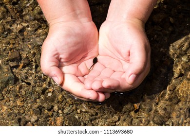 Child Catching Tadpoles In A Rock Bottomed Creek