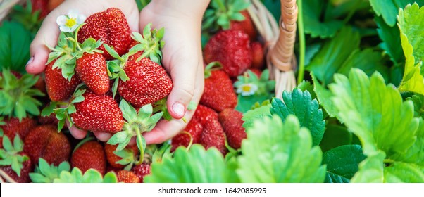 The child collects strawberries in the garden. Selective focus. nature. - Powered by Shutterstock