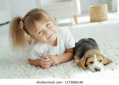 13,684 Dogs on white carpet Images, Stock Photos & Vectors | Shutterstock