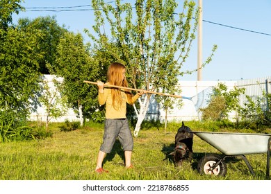 A Child And A Dog Are Collecting Cut Grass In A Wheelbarrow In The Backyard. Village Scene.