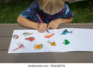 The child draws while looking at the little toy figures animals the water world  creative ideas for children's creativity  Developing activities for children