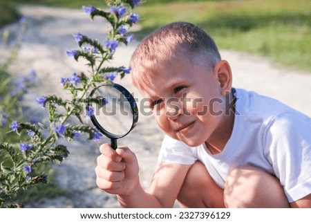 The child examines blue flowers through a magnifying glass - common eryngium. A little boy looks through a magnifying glass medicinal plant Echium vulgare.echium vulgare