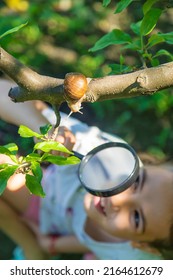 The Child Examines The Snails On The Tree. Selective Focus. Nature.