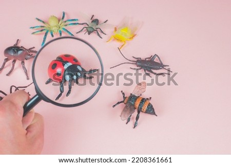 The child exploring small toy bugs with a magnifying glass. Magnifier in holding hand zooming ladybug. Pink background with insect, vermin, bug toys. Researching and examining children time.
