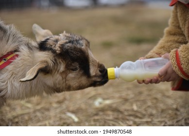 A Child Is Feeding A Baby Goat With A Milk Bottle.