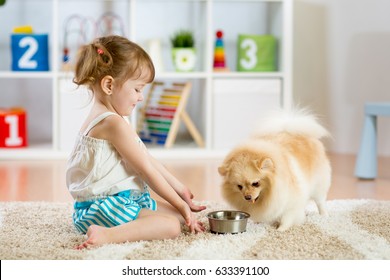 Child Feeding Pomeranian Spitz Dog At Home.