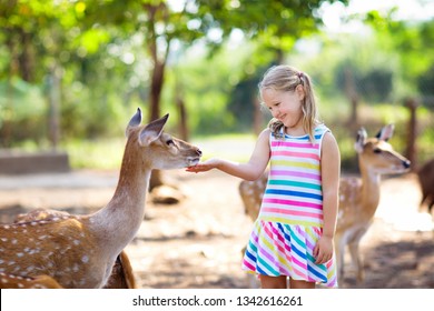 Child Feeding Wild Deer Petting Zoo Stock Photo 1342616261 | Shutterstock