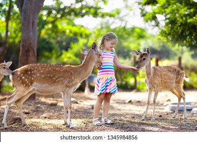 Child Feeding Wild Deer At Petting Zoo. Kids Feed Animals At Outdoor Safari Park. Little Girl Watching Reindeer On A Farm. Kid And Pet Animal.