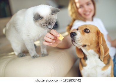 The Child Feeds The Dog And Cat Together. House. Close-up. The Concept Of Pet Food, Treat. High Quality Photo.