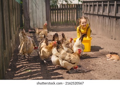 A child feeds domestic birds in the backyard. Funny humorous naughty bully girl shows her tongue. Bird breeding farm. Rustic amusing, cool, curious, comic baby