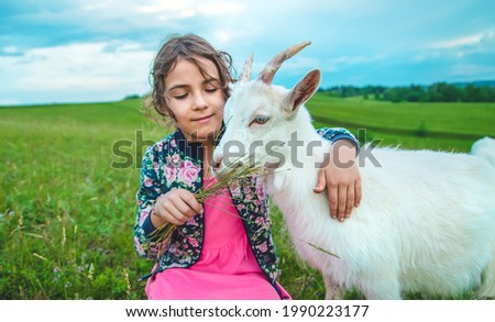 The child feeds the goat in the meadow. Selective focus. Kid.