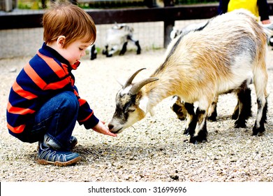 Child feeds goat at zoo