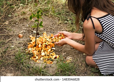 Child Fertilizing Soil With Compost For Young Shoot In Garden. Kitchen Fruit And Vegetable Waste As An Organic Fertilizer. Planting Young Sprout Of A Cherry Tree. Child's Hands Holding Food Leftovers
