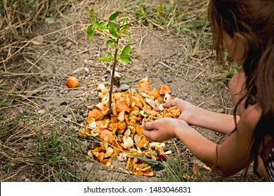 Child Fertilizing Soil With Compost For Young Shoot In Garden. Kitchen Fruit And Vegetable Waste As An Organic Fertilizer. Planting Young Sprout Of A Cherry Tree. Child's Hands Holding Food Leftovers