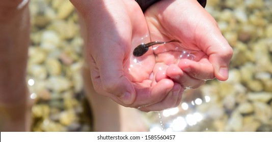 Child Forms A Bowl With Both Hands, In It Floats In The Water That Glistens In The Sun, A Tadpole