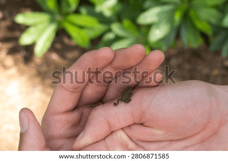 Child gently holding a tiny frog in their hands. Gentle hands, child discovering wildlife