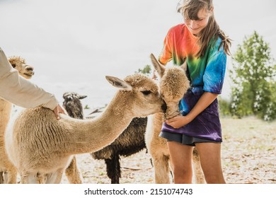 child girl feeding an alpaca on natural background, llama on a farm, domesticated wild animal cute and funny with curly hair used for wool. High quality photo