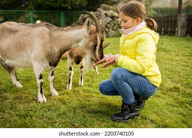 Child Girl Feeding Goat In Agritourism Farm