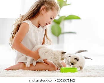 Child Girl Feeding Ragdoll Kittens From Bowl On The Floor. Little Female Person Cares About Kitty Pets At Home